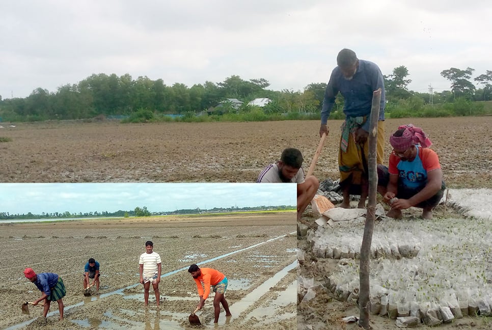 তরমুজ চাষিদের স্বপ্নে ‘মিধিলি’র থাবা