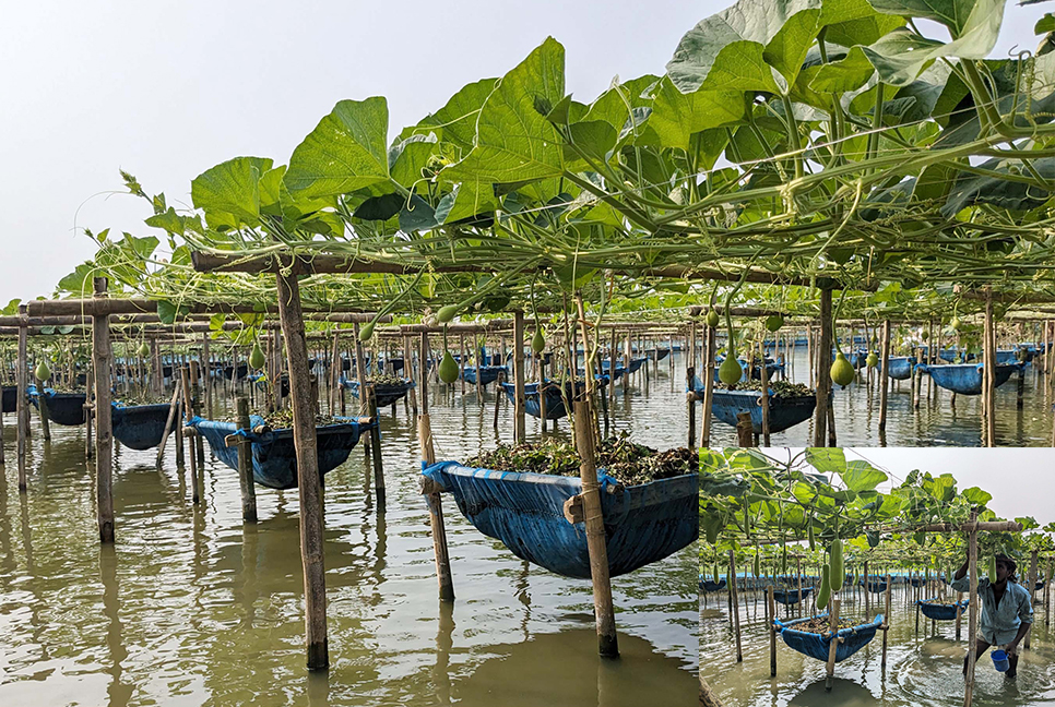 জলাবদ্ধ জমিতে ডালি পদ্ধতিতে সবজি চাষ