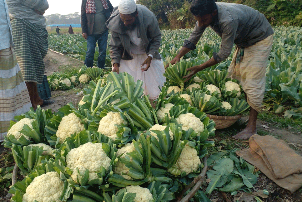 আগাম ফুলকপি চাষে ঘুরছে ভাগ্যের চাকা