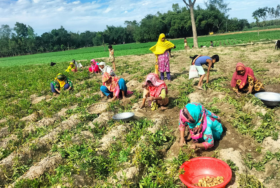 নতুন আলু তোলার ধুম