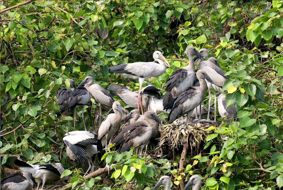 বগুড়ায় বৃক্ষ শাখায় সংসার পেতেছে দুর্লভ শামুকখোল