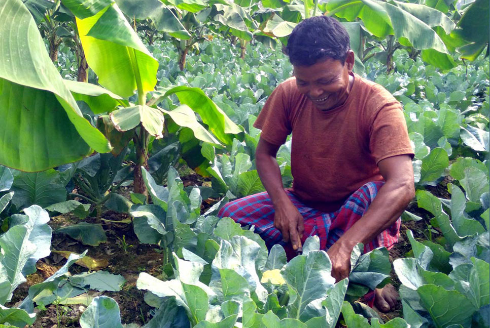 একই জমিতে বিভিন্ন ফসলের চাষে ঝুঁকছেন কৃষক

