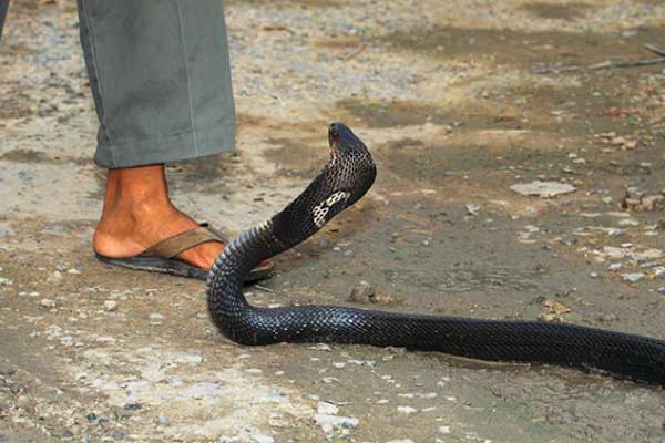 সাপের কামড়ে বৃদ্ধার মৃত্যু 