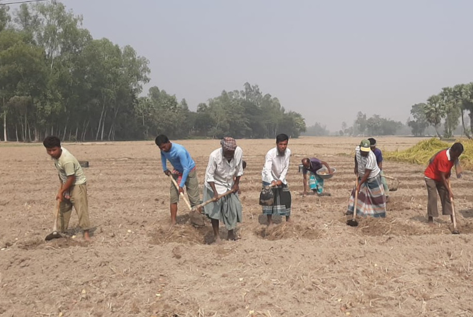 আলু বীজের দামে বিপাকে কৃষক