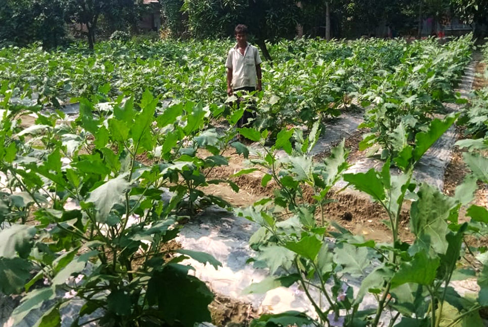 নওগাঁয় শীতকালীন সবজি চাষে ব্যস্ত কৃষক

