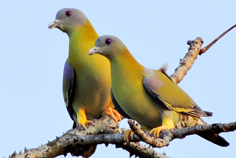 হারিয়ে যাচ্ছে হলদে পা হরিয়াল