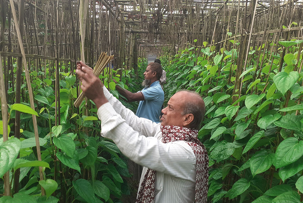 পান চাষে জড়িত কুমিল্লার দেড় হাজার পরিবার

