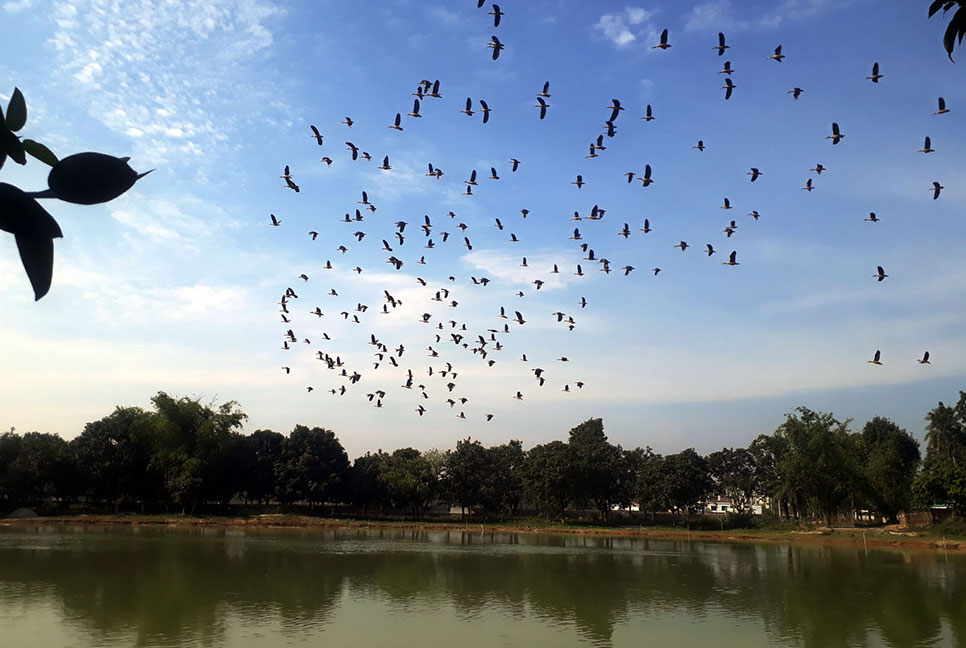 অতিথি পাখিদের কোলাহলে 
মুখরিত সরকার পুকুর