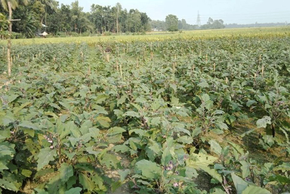 শীতকালীন সবজি চাষে ব্যস্ত কৃষক