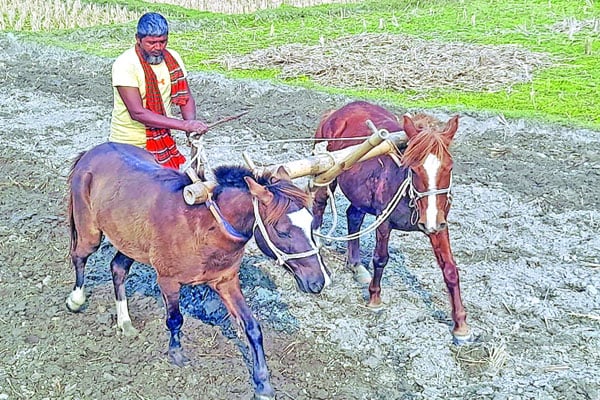 ঘোড়া দিয়ে হালচাষ