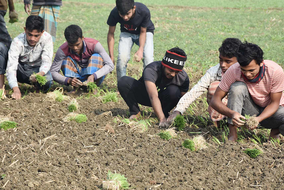 পিঁয়াজ রোপণে ব্যস্ত কৃষক