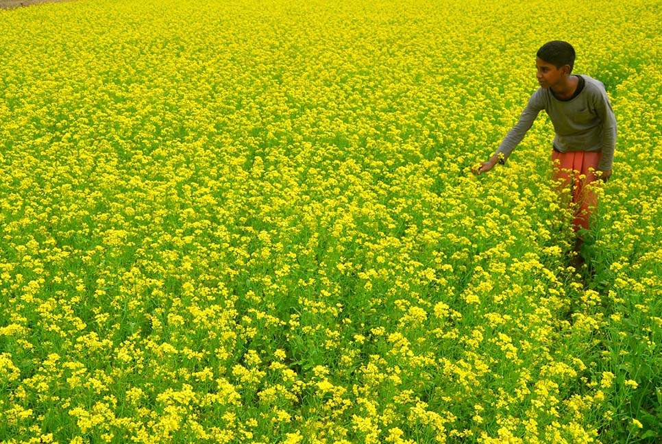 বগুড়ায় সরিষা ফুলের সমারোহ