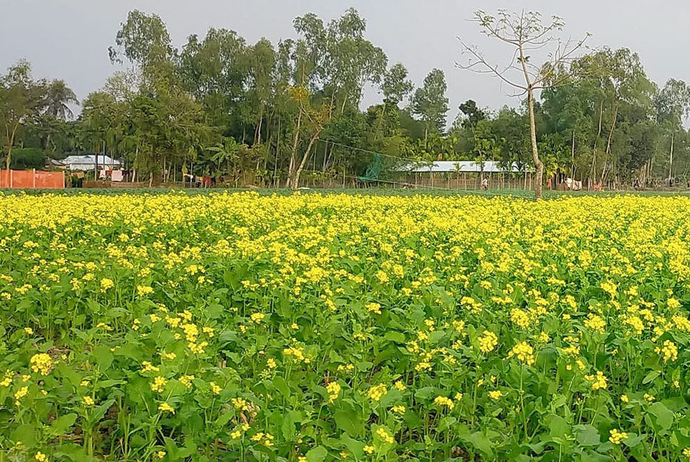 কুড়িগ্রামে সরিষার বাম্পার ফলনের প্রত্যাশা কৃষকদের