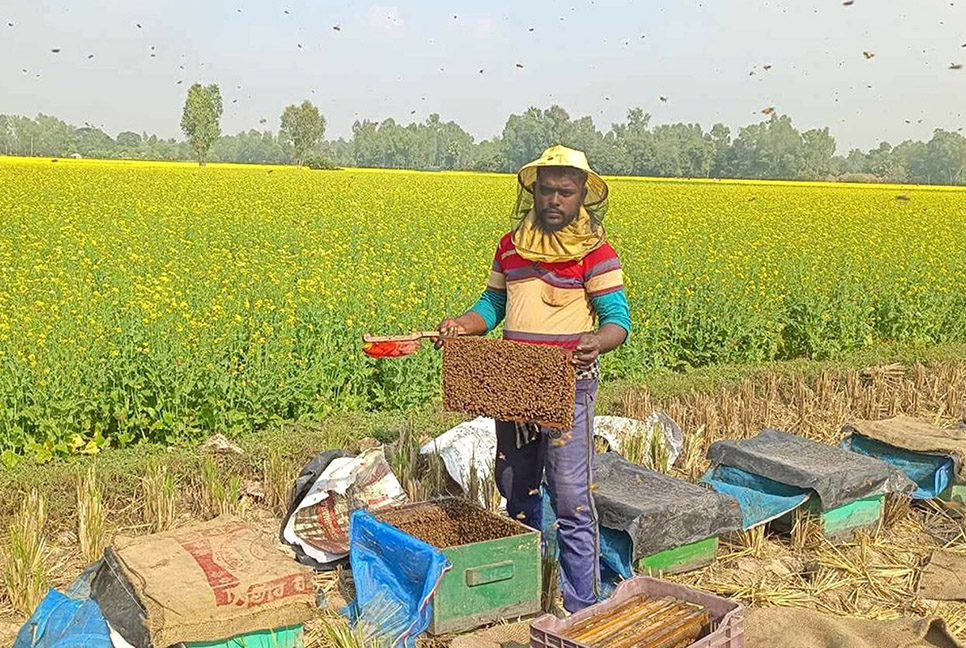 বগুড়ায় মধু সংগ্রহে ব্যস্ত মৌচাষিরা