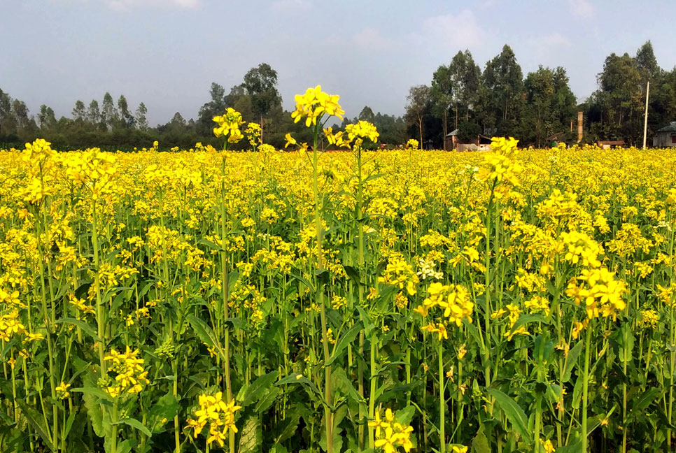 লাভজনক সরিষা চাষে 
বাম্পার ফলনের সম্ভাবনা