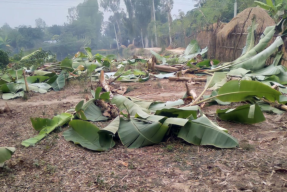 রাতের আঁধারে একশ কলাগাছ কাটলো দুর্বৃত্তরা