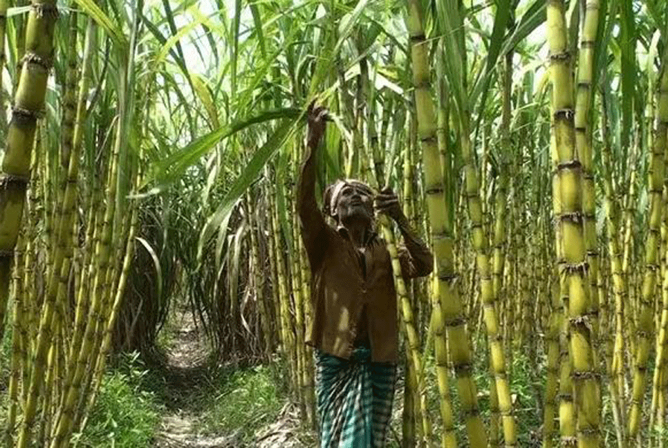 আখ চাষিদের মুখে হাসি