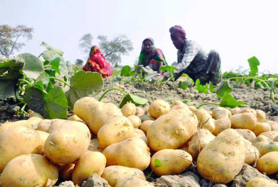 আলুর ফলনে খুশি কৃষক