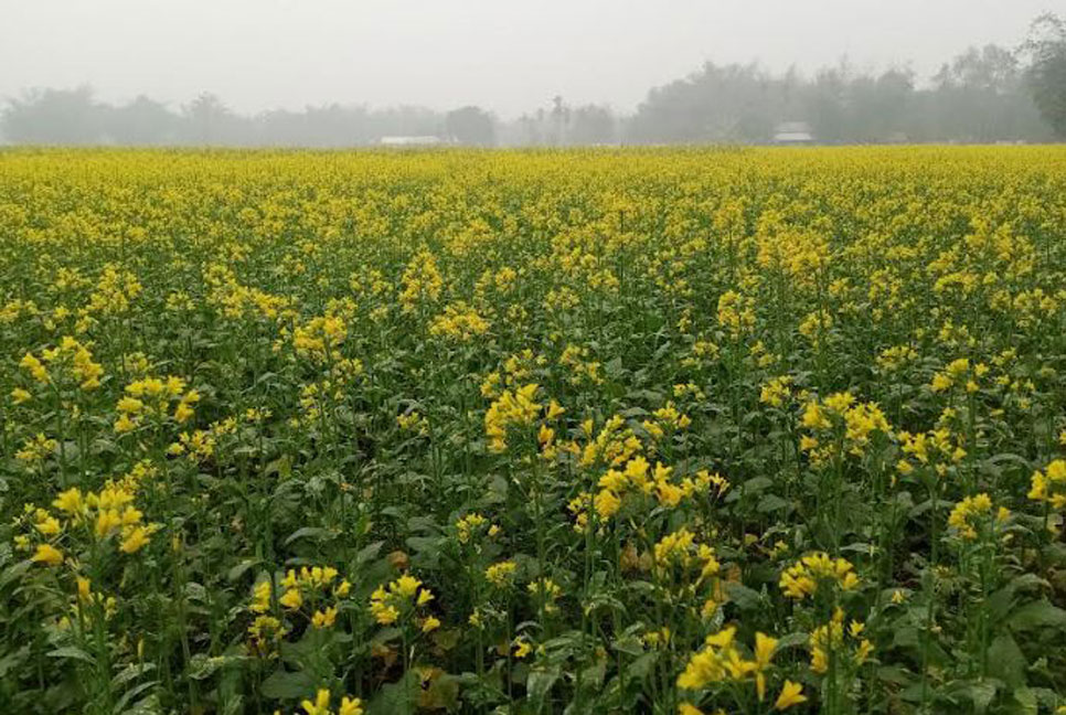 সরিষা ফুলে দোল খাচ্ছে কৃষকের স্বপ্ন