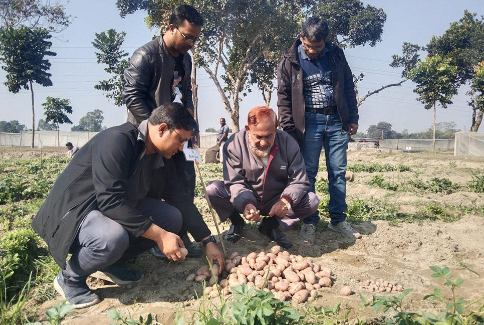 চাষির ঘরে উঠবে আগাম আলু 