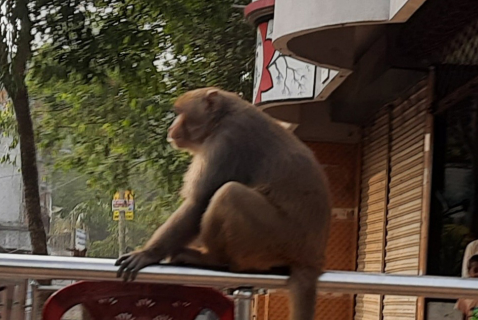 সখীপুরে লোকালয়ে ঘুরে বেড়াচ্ছে বানর