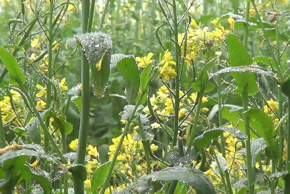 নীলফামারীতে কুয়াশায় বিপর্যস্ত জনজীবন