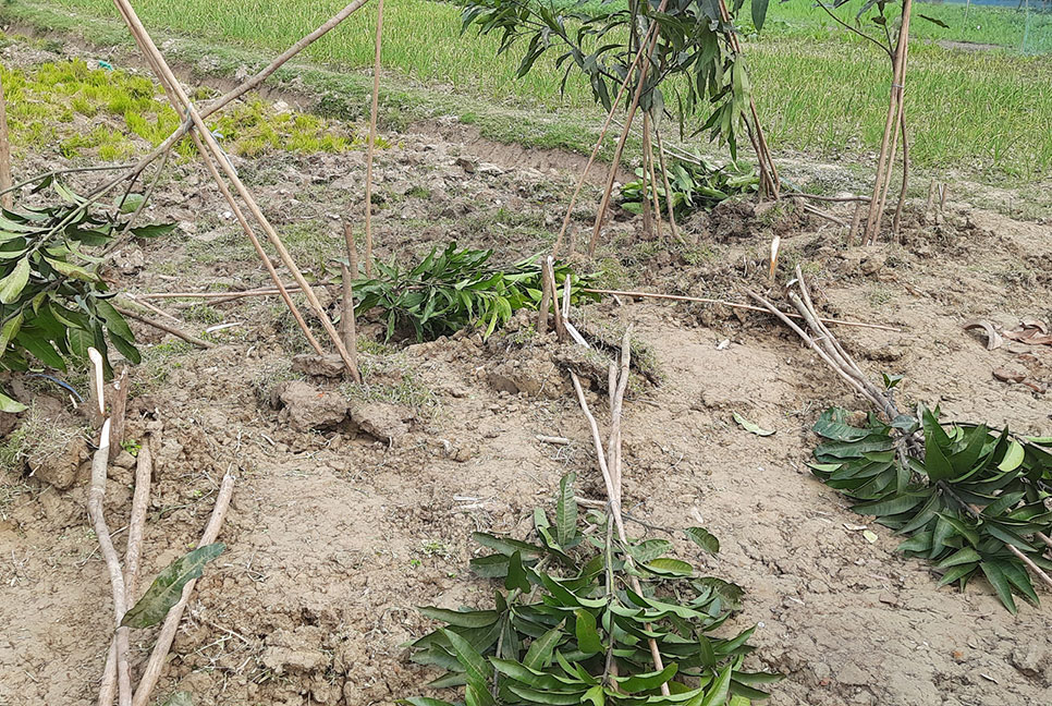 কুমিল্লায় ফলজ ও বনজ গাছ কেটে ফেলার অভিযোগ

