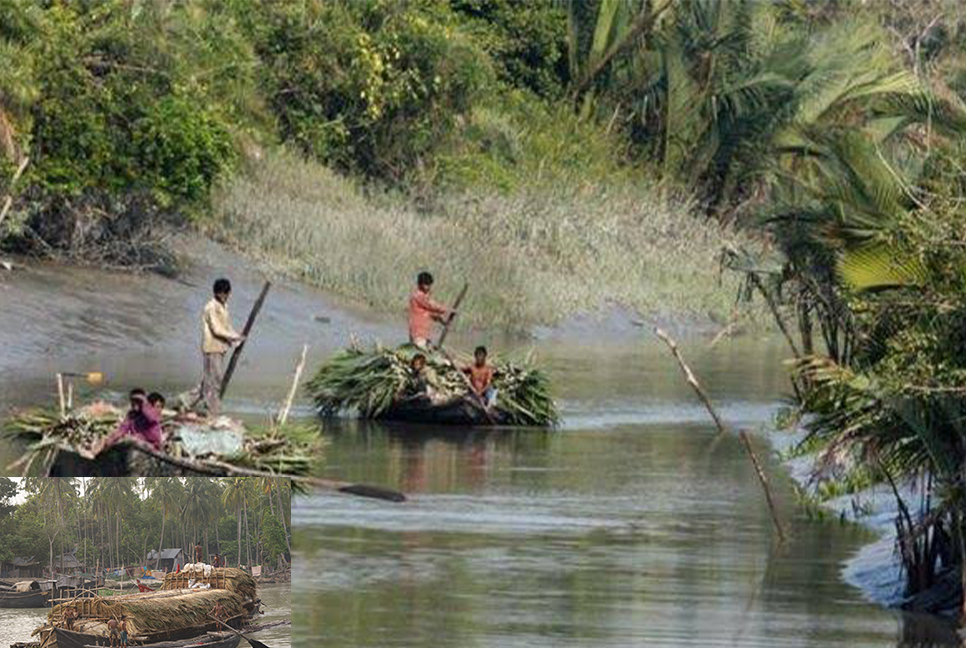 সুন্দরবনে গোলপাতা আহরণ মৌসুম শুরু