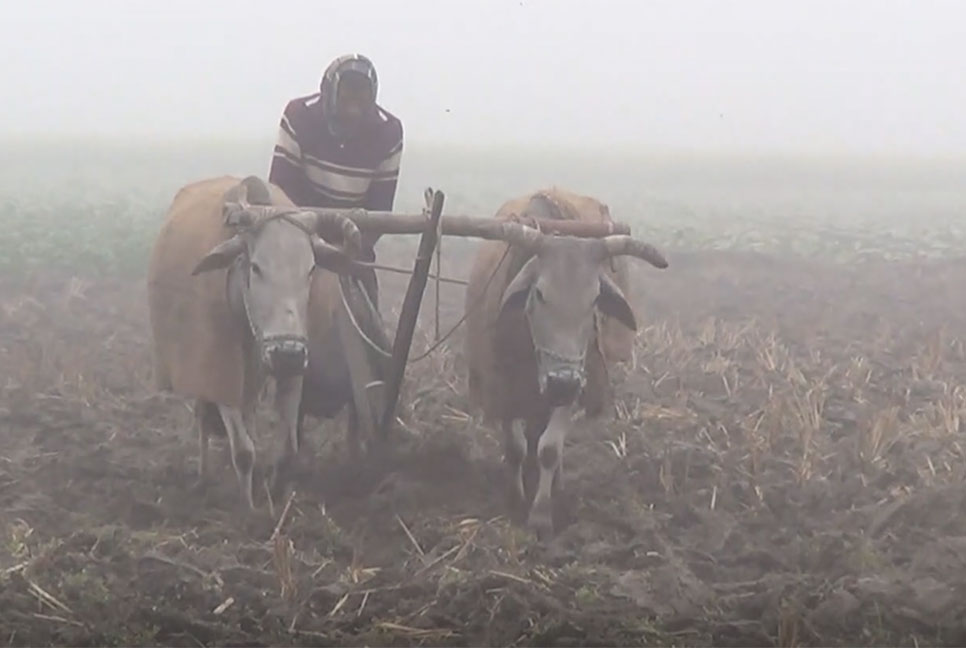 নীলফামারীতে শীতে বিপর্যস্ত জনজীবন