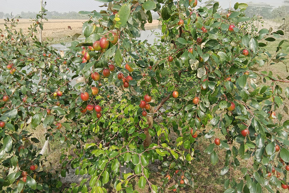 বরই চাষে সফলতা