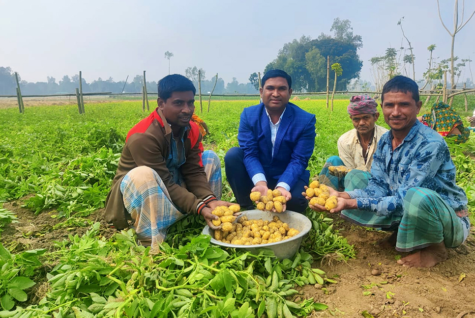 টাঙ্গাইলে আলুর ফলন কম, ক্ষতির শঙ্কায় কৃষক