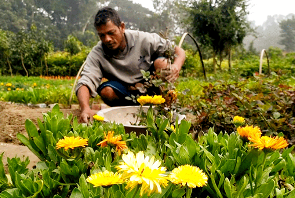 নার্সারির গ্রাম কৃষ্ণপুর