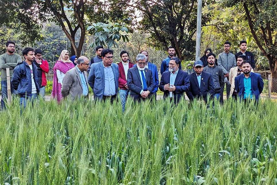 তাপসহিষ্ণু গমের জাত উদ্ভাবনে আশার আলো