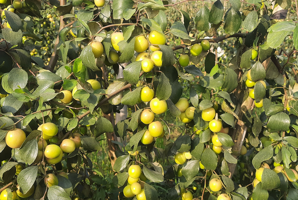 সখীপুরে বল সুন্দরী বরই’র বাম্পার ফলন 

