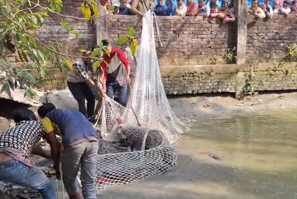 নোয়াখালীতে ৪৭ বছর পর পুকুরে অবরুদ্ধ কুমির উদ্ধার