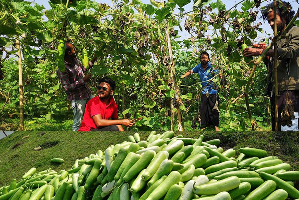 লাউ চাষ করে স্বপ্ন পূরণের চেষ্টা ৫ বন্ধুর 