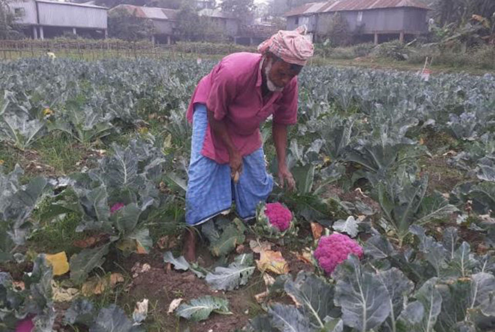 কৃষকের জমিতে রঙের মেলা