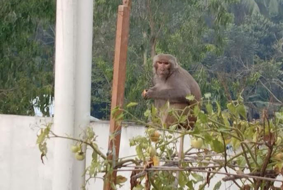 কুড়িগ্রামে খাদ্যের সন্ধানে লোকালয়ে বানর