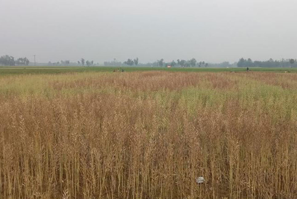 বিরোধের জেরে সরিষা কাটতে বাধা