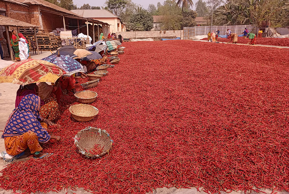 লাল মরিচে চরাঞ্চলের কৃষকদের ভাগ্য বদল