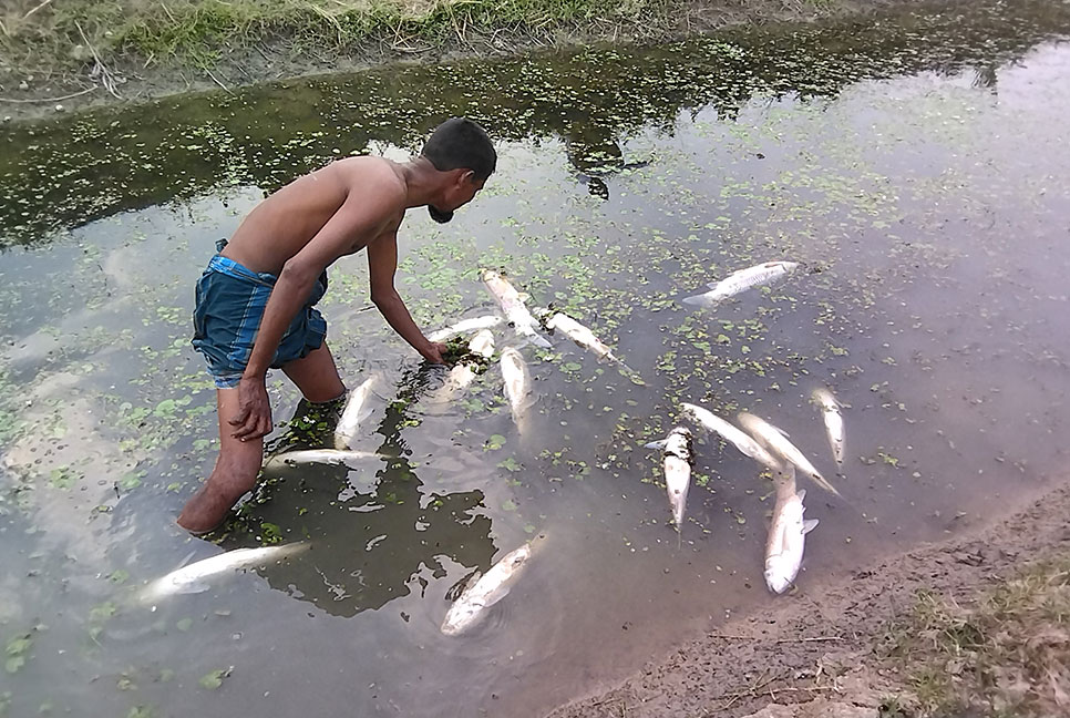 মোরেলগঞ্জে বিষ প্রয়োগ করে মাছ চুরি