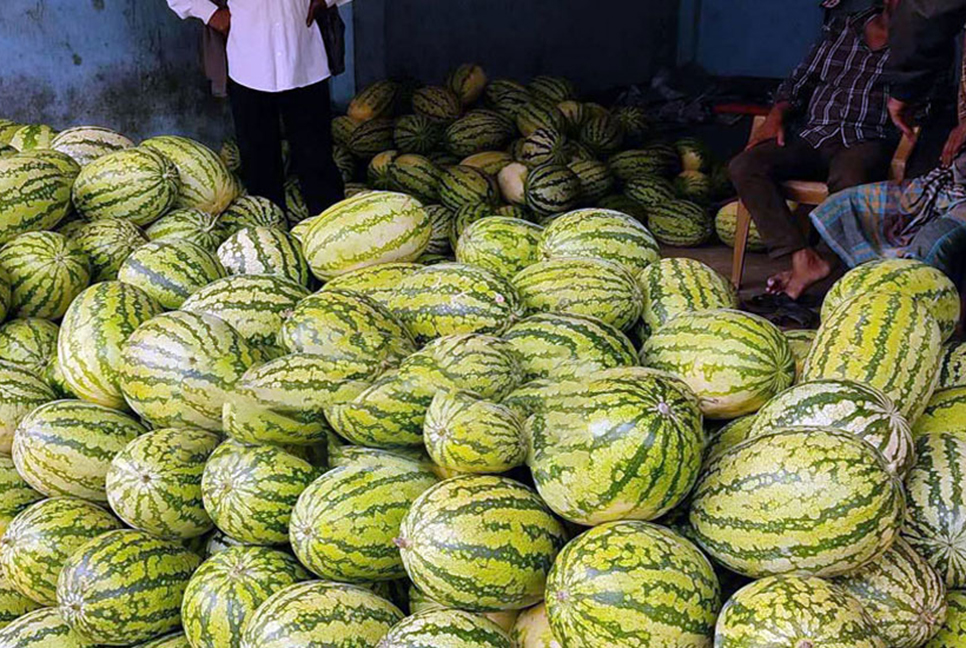 সিলেটে তরমুজের দাম সর্বনিম্ন ৪০০ টাকা!

