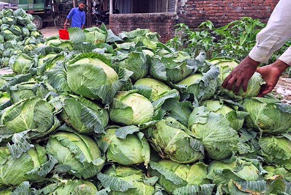 মৌসুমের শেষে বাঁধাকপি পিস ৫ টাকা