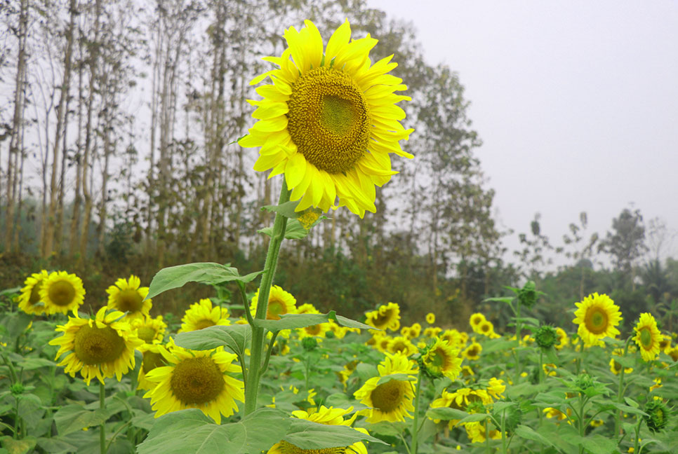 সূর্যমুখীর হাসিতে হাসছে সবুজ পাহাড়