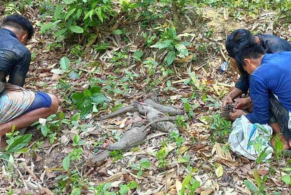 গুইসাপ উদ্ধার করে অবমুক্ত