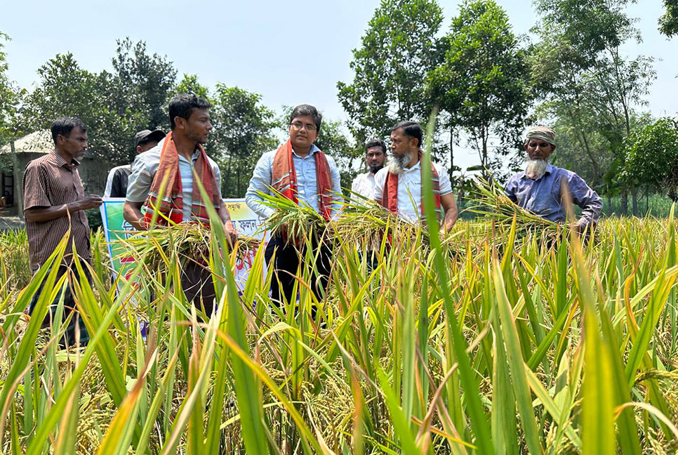 কুমিল্লায় বোরো ধান কাটার উৎসব 