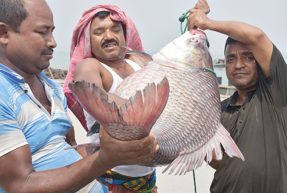 পদ্মায় জেলের জালে ২৫ কেজির কাতল