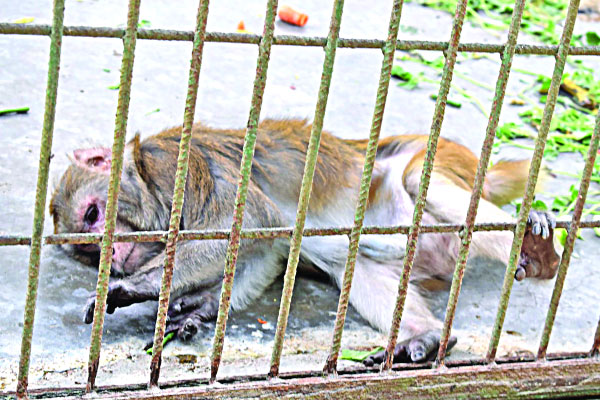 প্রচন্ড দাবদাহে চিড়িয়াখানার প্রাণীদের হাঁসফাঁস