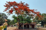 রক্তিম কৃষ্ণচূড়ায় মেতেছে খানসামার প্রকৃতি