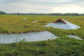 নাসিরনগরে কালবৈশাখী ঝড়ে ক্ষয়ক্ষতি